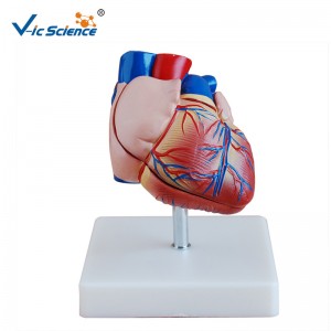 نموذج تشريح نموذجي بالحجم الطبيعي موديل جديد نموذج تشريح القلب للتدريس الطبي